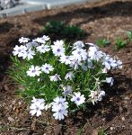 Polsterphlox_blau.jpg