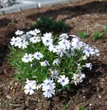 Polsterphlox_blau.webp