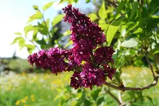 Blüte_EdelfliederCharlesJoy.webp