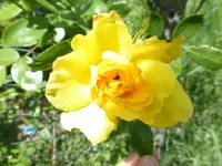 P1370315.webp