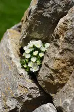 Mittagsblumen Sedum.webp