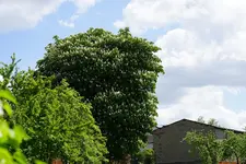 Kastanie.webp