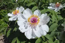 DSCF0776.webp