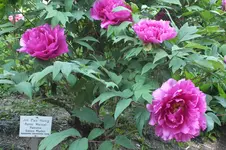 DSCF0781.webp