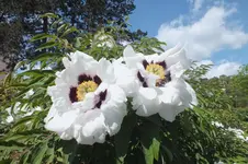 DSCF0782.webp