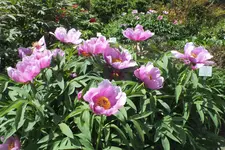 DSCF0787.webp