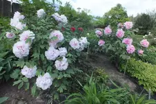 DSCF0788.webp
