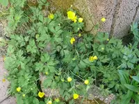 k-P1090077.webp