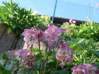 k-P1090078.webp