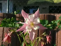 k-P1090083.webp