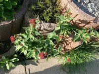 k-P1090085.webp