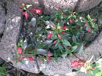 k-P1090086.webp