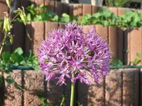 k-P1090087.webp