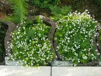 k-P1090088.webp