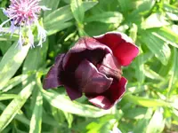 k-P1090105.webp