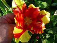 k-P1090107.webp