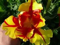 k-P1090108.webp