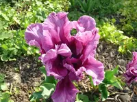 k-P1090112.webp