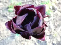 k-P1090114.webp