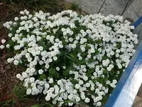 k-P1090115.webp
