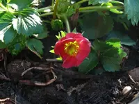 k-P1090117.webp