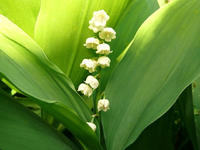 k-P1090119.webp