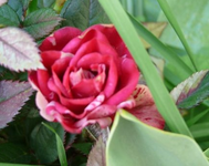 k-P1090121.webp