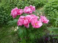 P1370630.webp