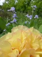 P1370610.webp