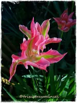 27.webp