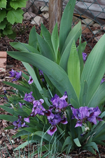 Zwer_Iris_lila_purple_grün_600.webp