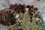 Saxifraga_erste Blüten_weiss_pink_640.JPG