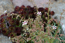 Saxifraga_erste Blüten_weiss_pink_640.webp