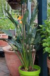 Strelitzia Reginae_Hochzeitstag_600.JPG