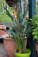 Strelitzia Reginae_Hochzeitstag_600.webp