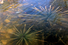 Krebsscheren_1m gross_800.webp