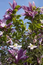 _DSC8196.webp