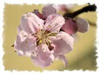 tellernektarine1.webp