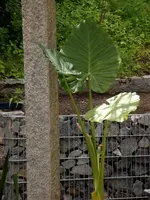 20150511 021.webp