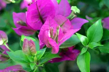 BougainvilleaSabina.webp