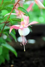Fuchsiehellrosa.webp