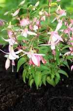 Fuchsierosa.webp