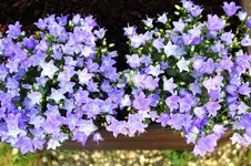 Glockenblume.webp