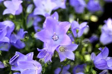 GlockenblumeNah.webp