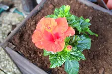 Hibiskus.webp