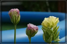 comp_DSC03388.webp