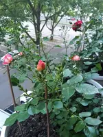 20150511_203810.webp