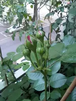 20150511_203825.webp