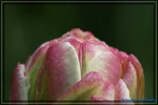 comp_DSC03384.webp
