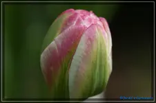 comp_DSC03385.webp